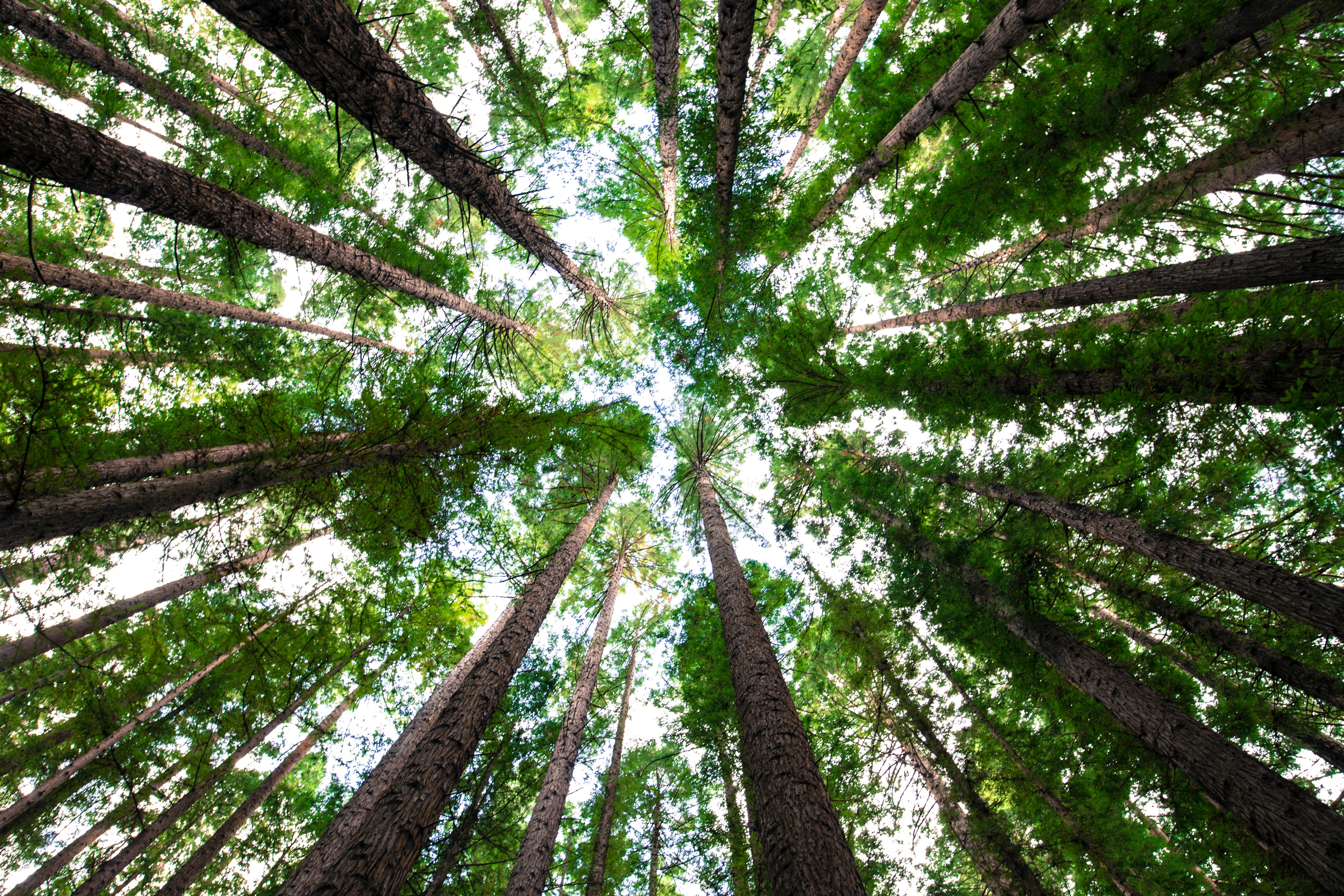 A view looking up into the lush green canopy of a dense forest, with sunlight filtering through the leaves.